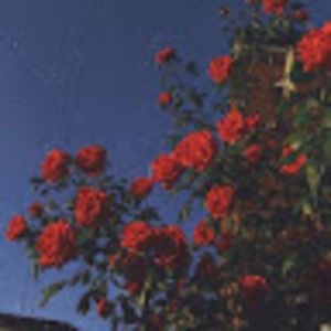 Meet your Posher, Grace